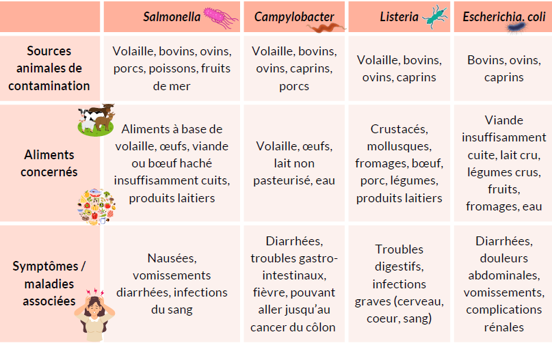 Bactérie Sources animales Aliments concernés Symptômes / maladies
Salmonella Volaille, bovins, ovins, porcs, poissons, fruits de mer Volaille, œufs, viande ou bœuf haché insuffisamment cuits, produits laitiers Nausées, vomissements, diarrhées, infections du sang
Campylobacter Volaille, bovins, ovins, caprins, porcs Volaille, œufs, lait non pasteurisé, eau Diarrhées, troubles gastro-intestinaux, fièvre
Listeria Volaille, bovins, ovins, caprins Crustacés, mollusques, fromages, bœuf, porc, légumes, produits laitiers Troubles digestifs, infections graves (cerveau, cœur, sang)
Escherichia coli Bovins, ovins, caprins Viande insuffisamment cuite, lait cru, légumes crus, fruits, fromages, eau Diarrhées, douleurs abdominales, vomissements, complications rénales